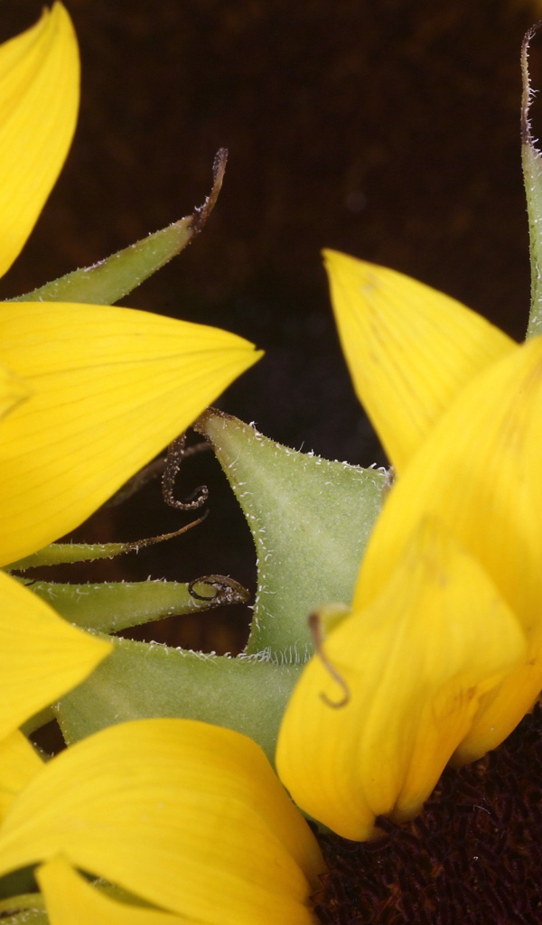 Два подсолнуха