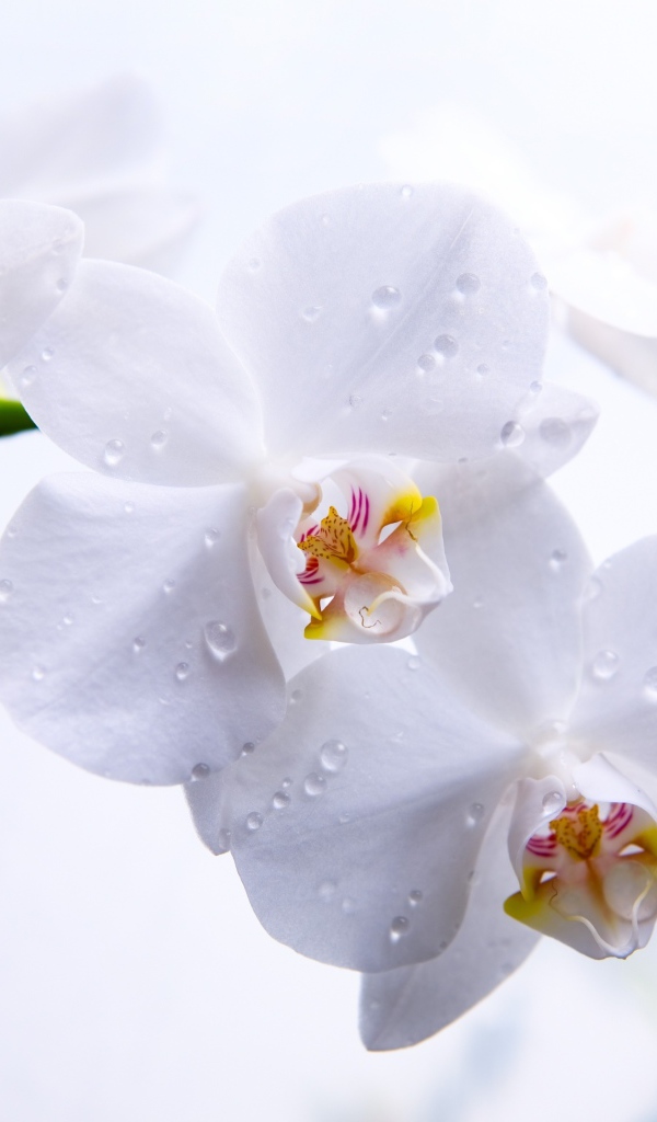 Белая орхидея