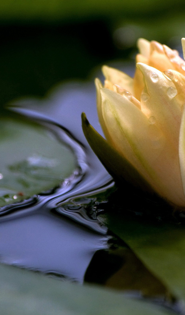 Белая лилия