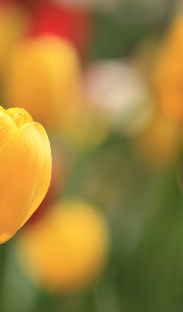 Желтый тюльпан