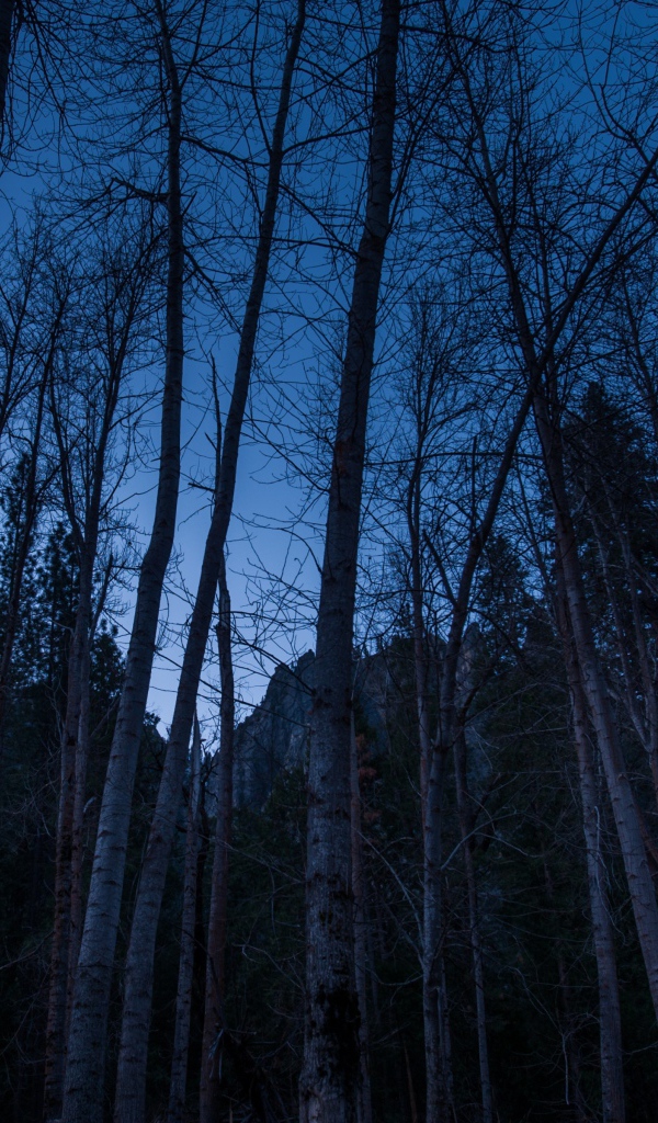 Наступление ночи в лесу