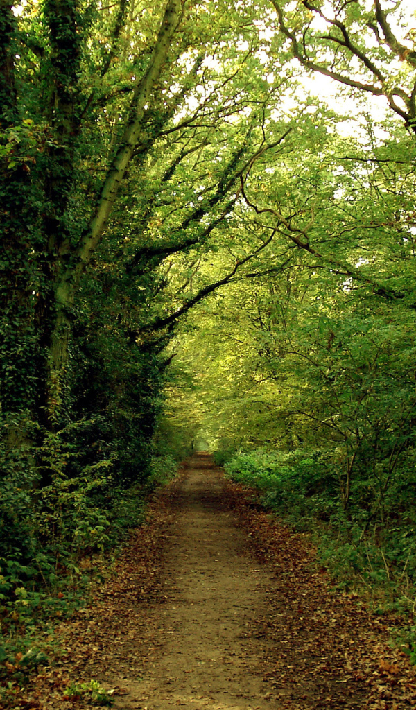 Тропинка в зеленом лесу