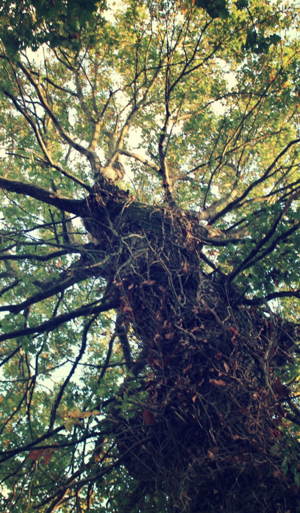 Крепкое дерево