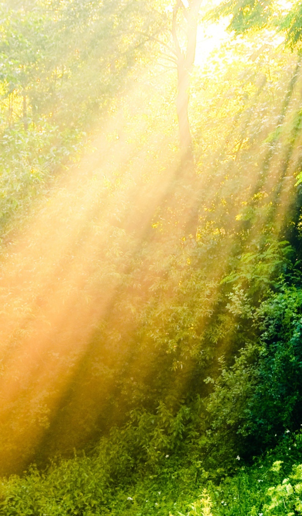 Лучи солнца в лесу