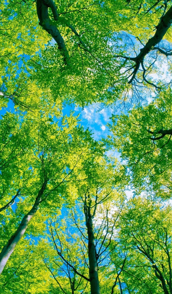 Небо через деревья