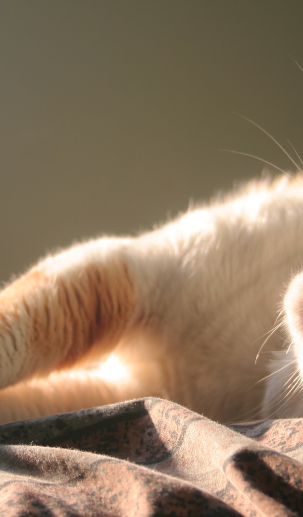 Нежная кошка