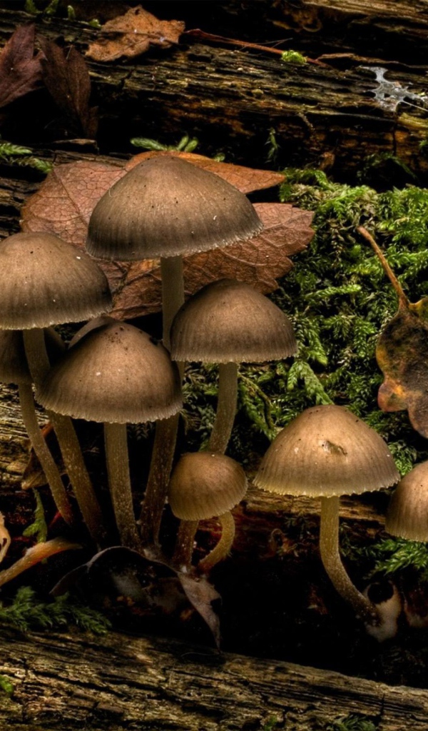 Гриб на дереве