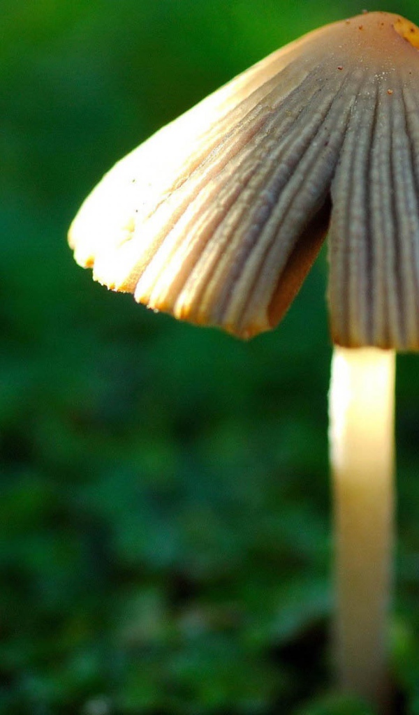 Гриб в лесу