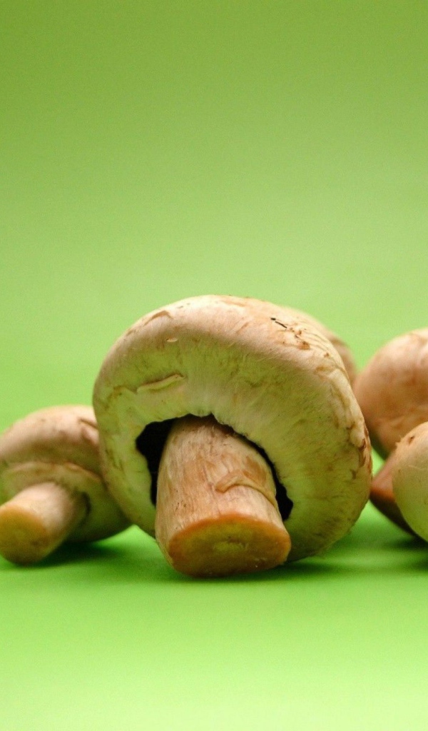 Грибы на зеленом фоне