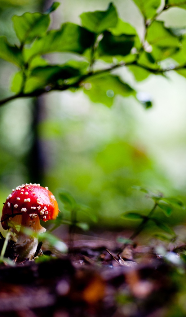 Красный грибочек