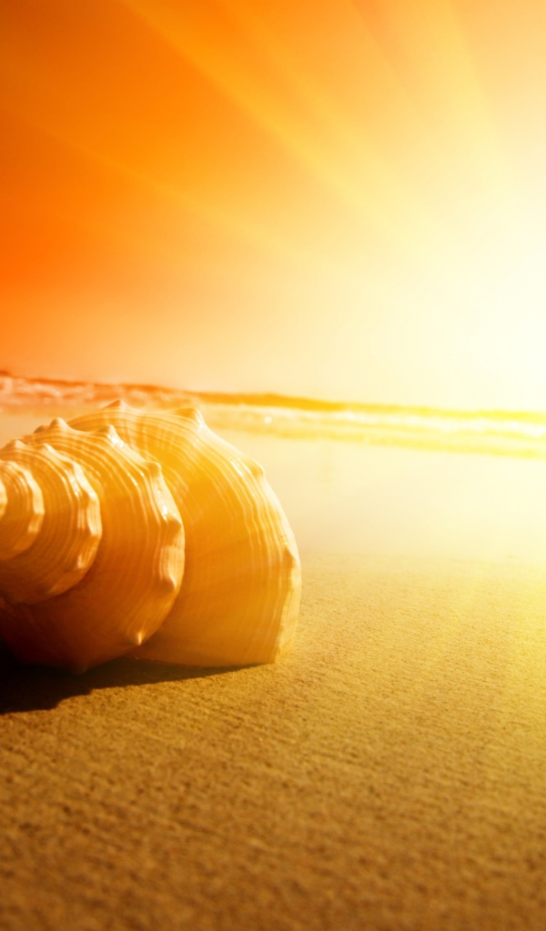 Изумительная раковина