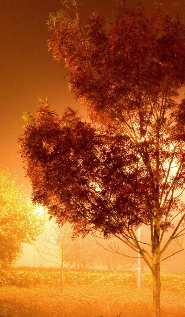 Дерево у фонаря