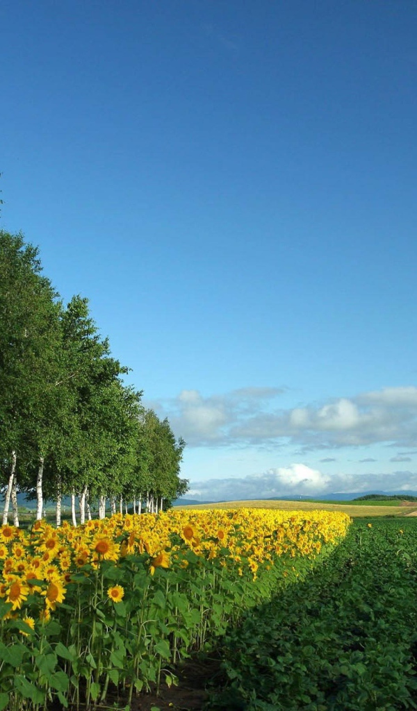 Поле подсолнухов