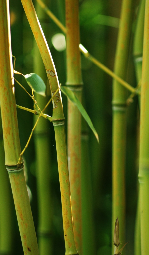 Бамбуковый куст