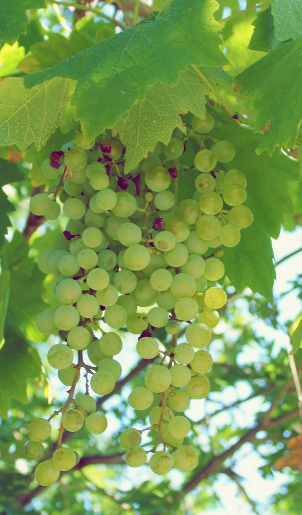 Зеленый виноград