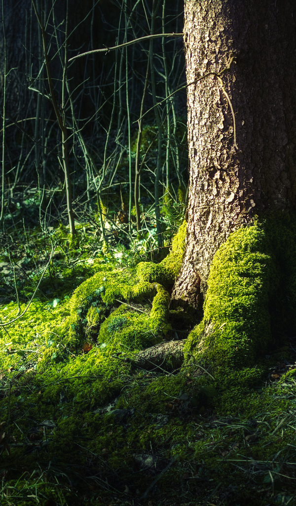Мох на дереве