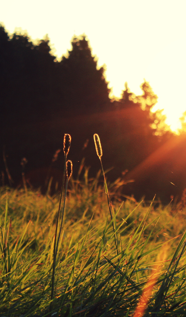 Трава на солнце