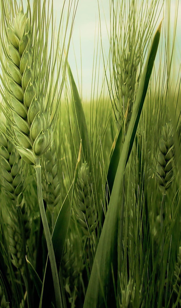 Колос пшеницы