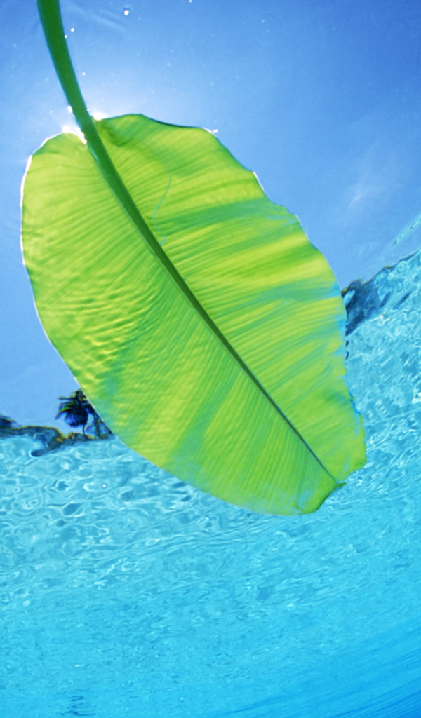 Листок на воде