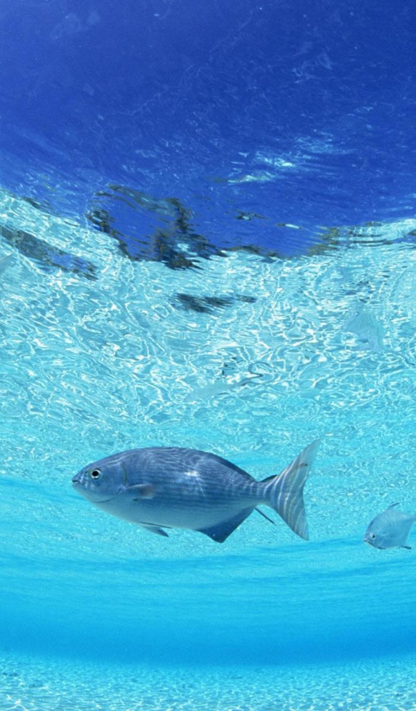 Морское дно