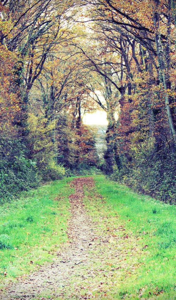 Path through the autumn wood