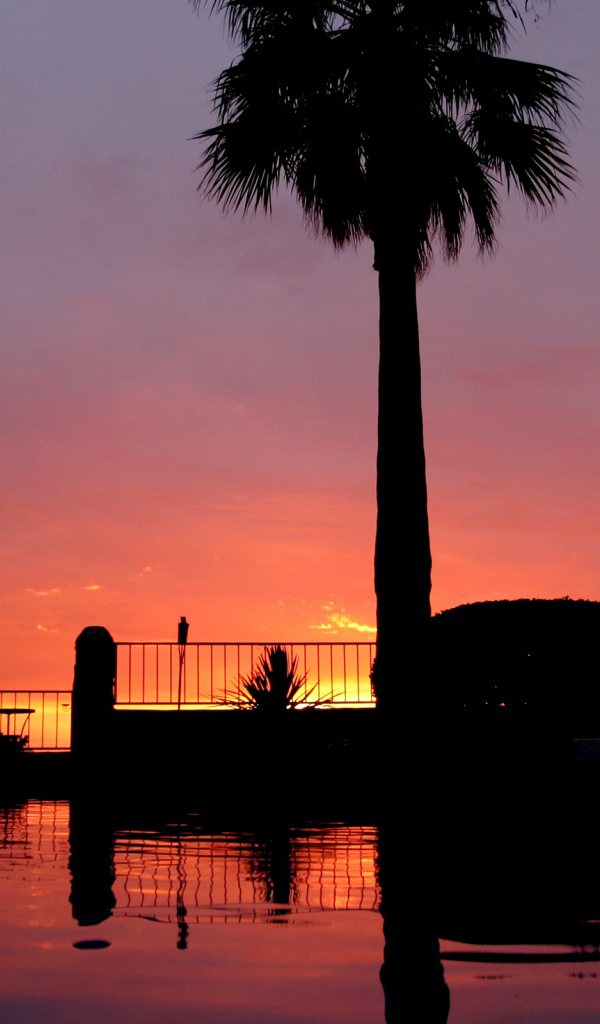 Закат и пальмы