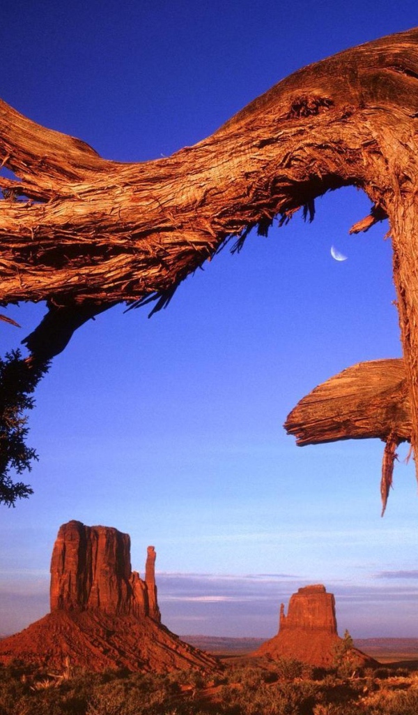 Старое дерево в пустыне