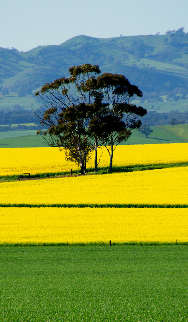 Ярко желтое поле