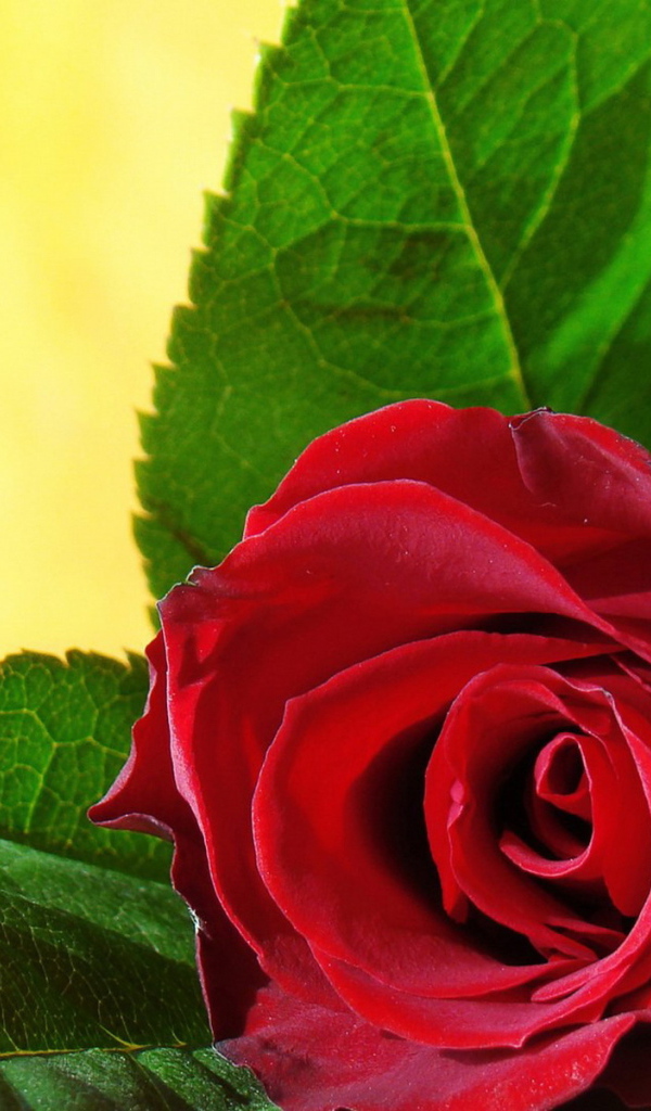 Одинокая роза