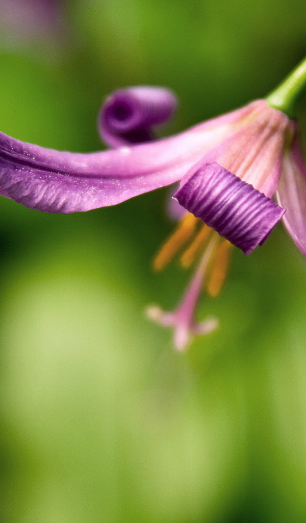 Красивый цветок