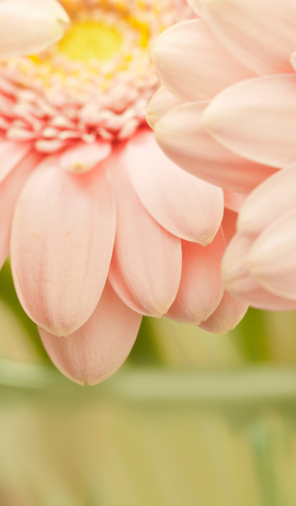 Красивые цветы