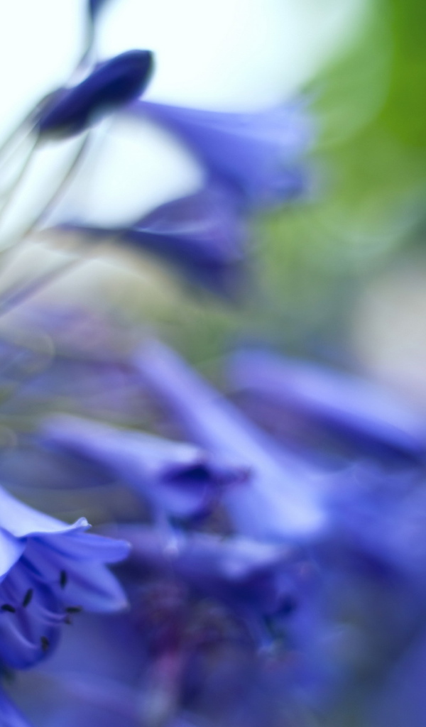 Колокольчики