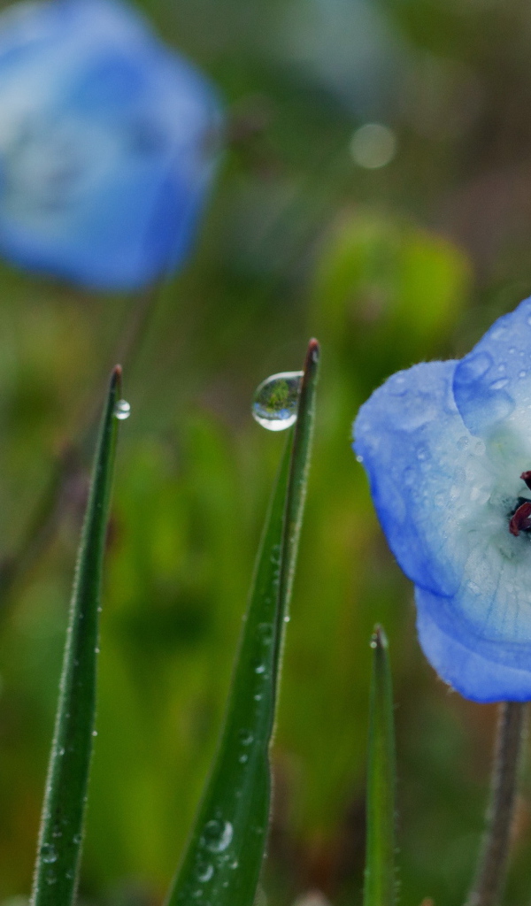 Колокольчики в росе