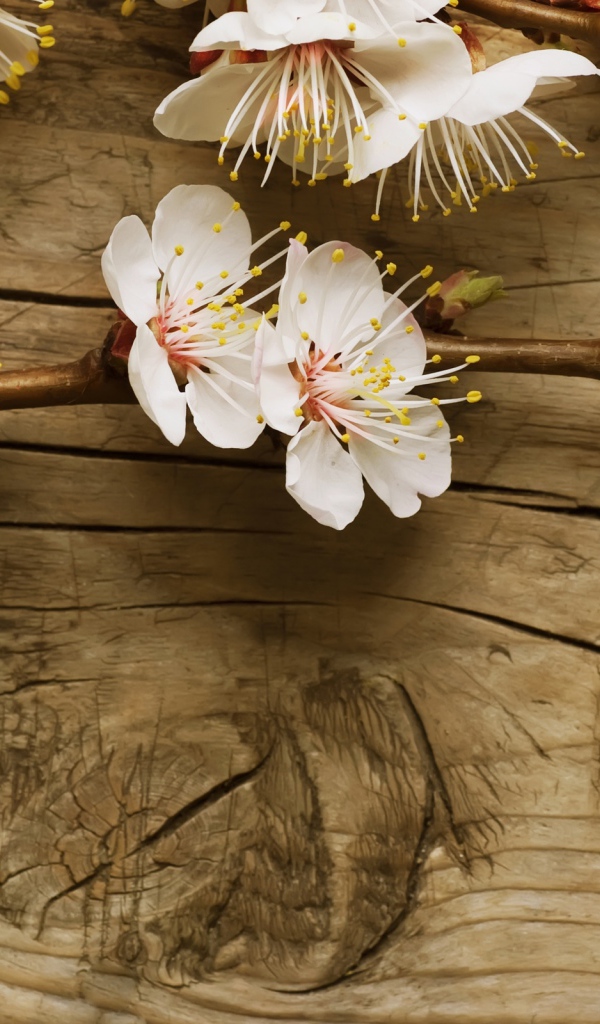 Цветки вишни