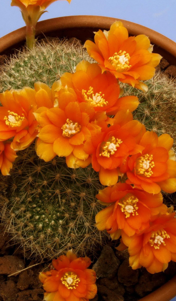 Кактус цветущий