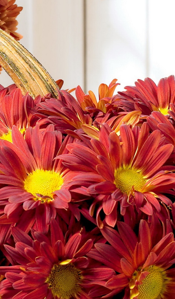 Хризантемы