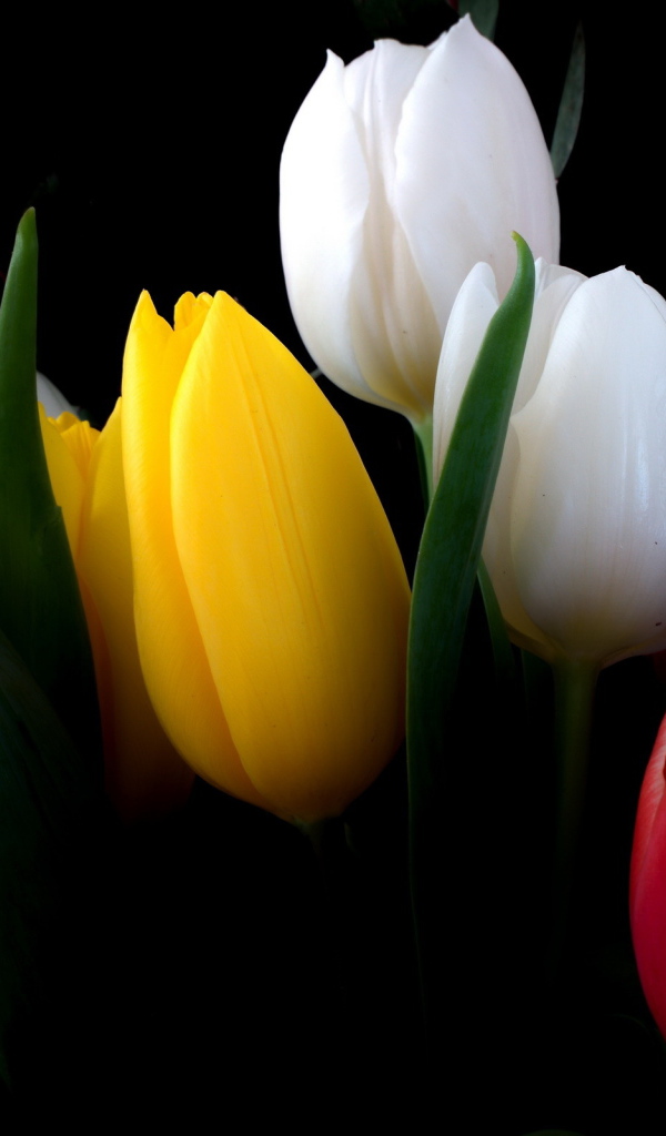 Разноцветные тюльпаны