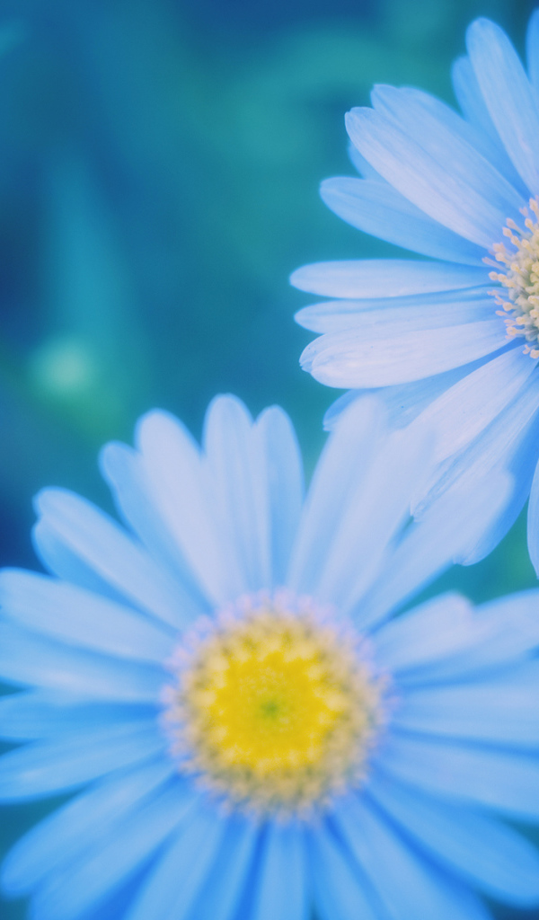 Маргаритки