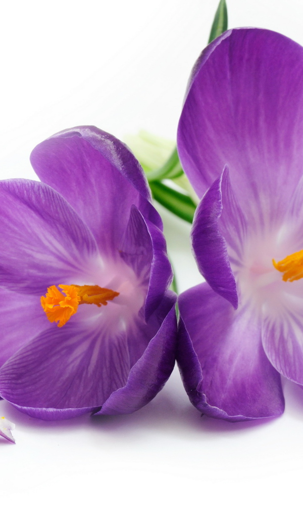 Нежный цветок