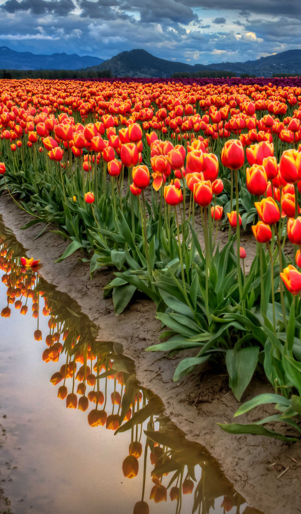 Поле тюльпанов