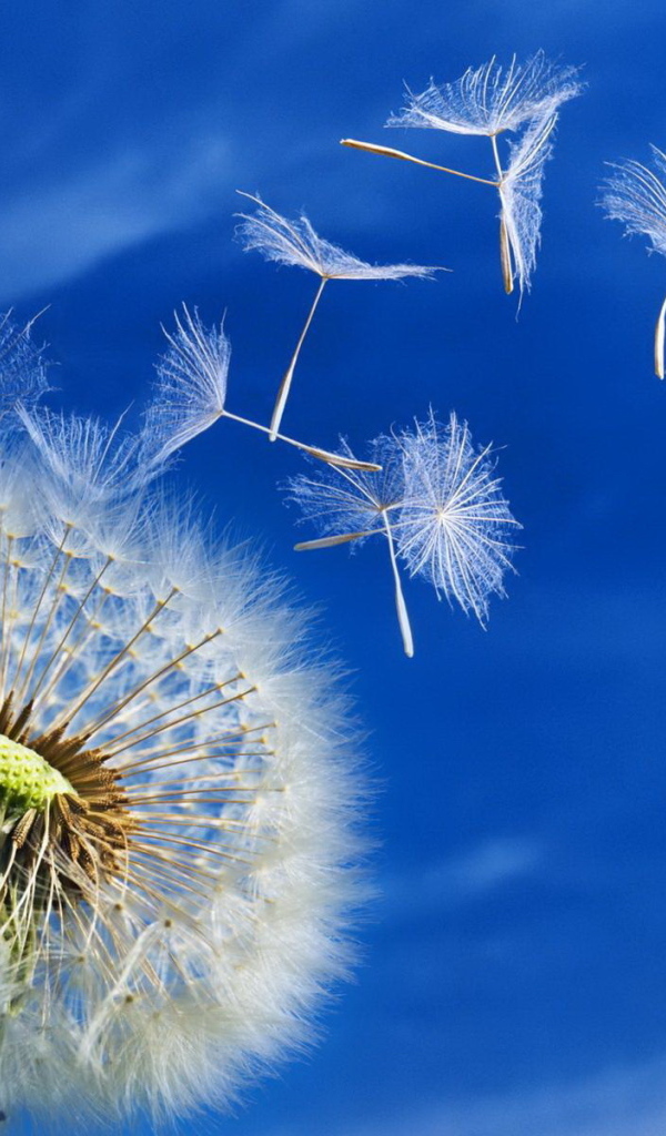 Пушистый одуванчик