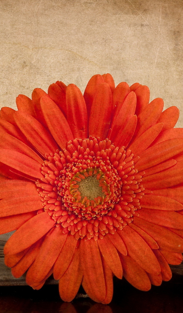 Гербера в книге