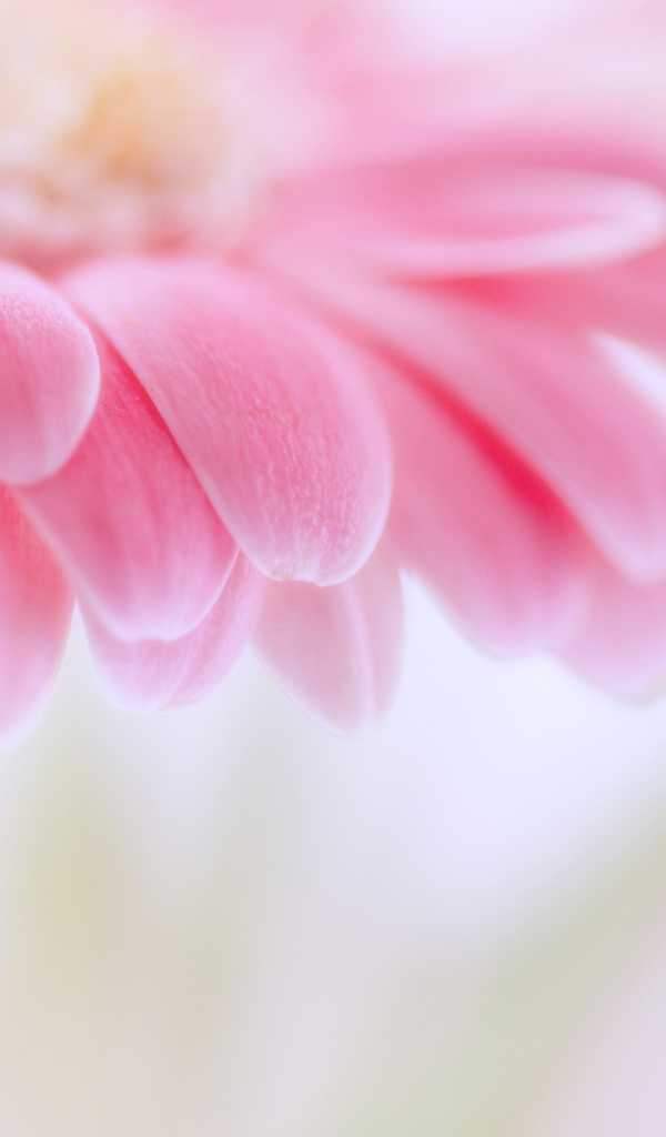 цветок Гербера