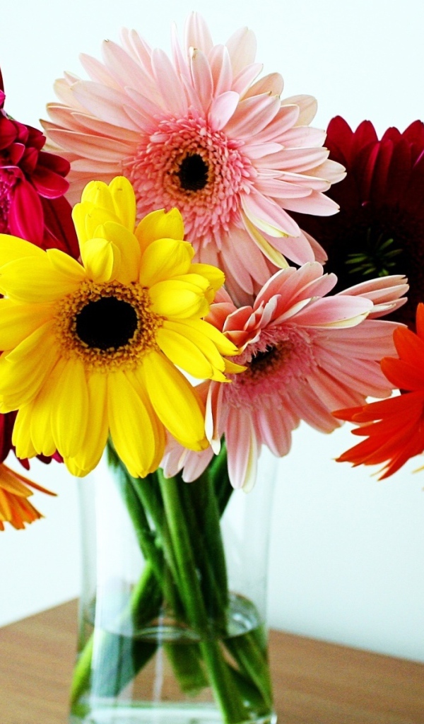 Герберы в вазе