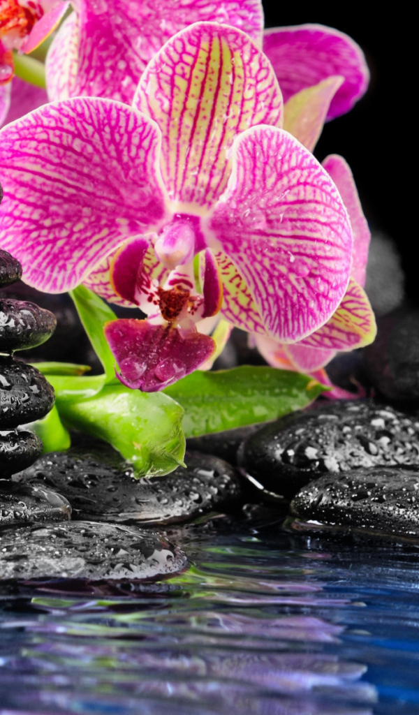 Орхидея на камнях