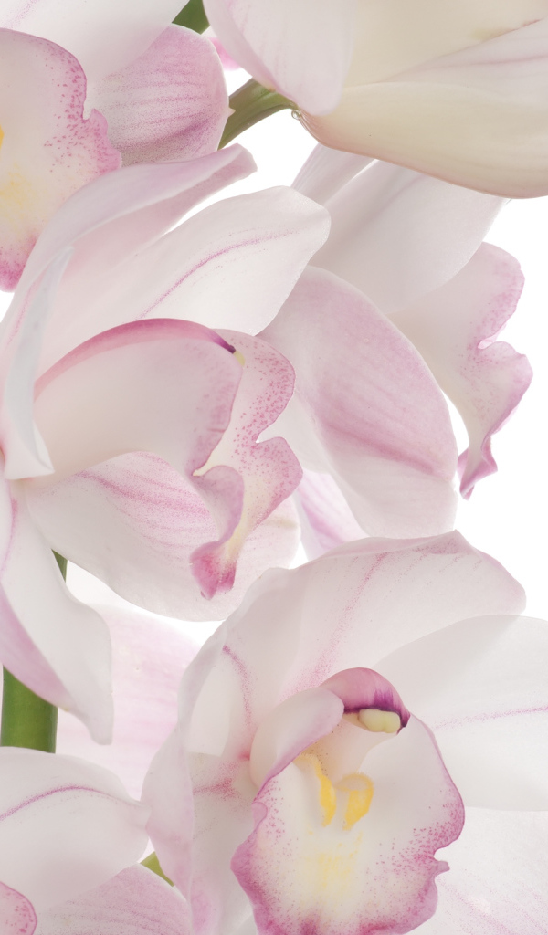 Розовая орхидея