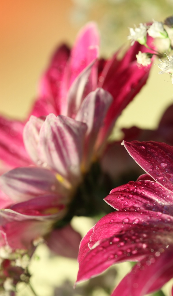 Красные герберы