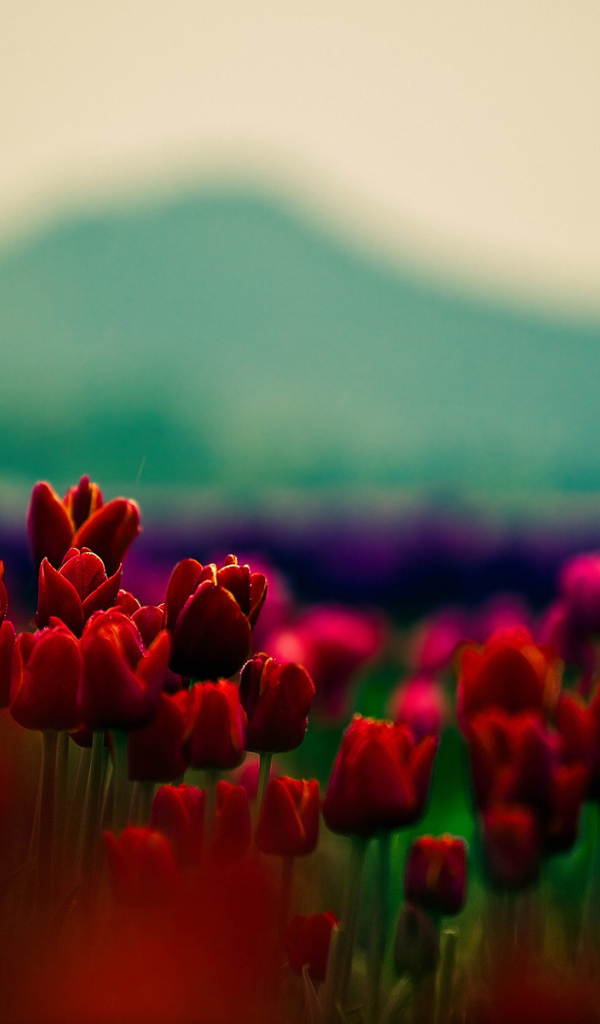 Красные тюльпаны