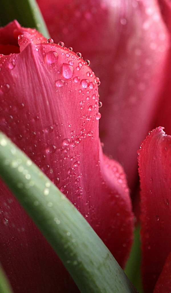 Красные тюльпаны