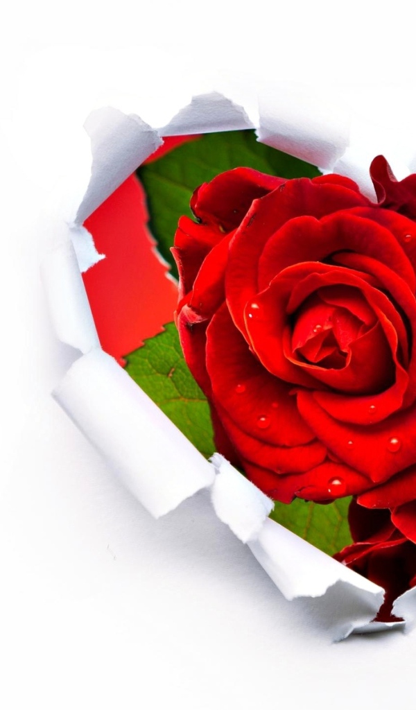 Розы в сердце